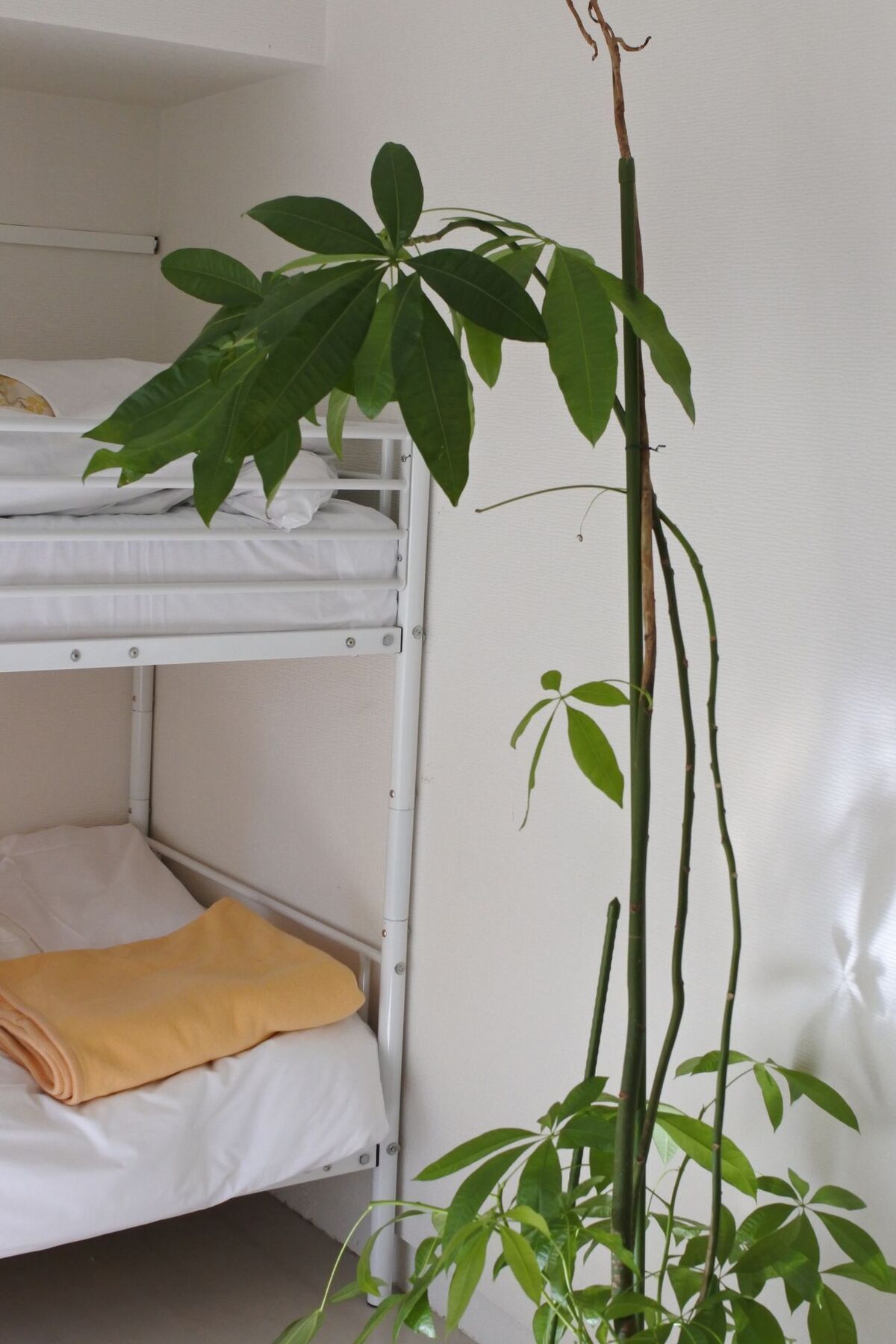 Kagoshima Guest House M104 - Hostel Eksteriør bilde